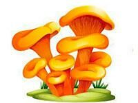growing mushroom