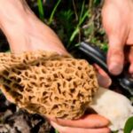 how to look for morel mushrooms
