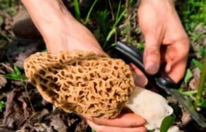 how to look for morel mushrooms