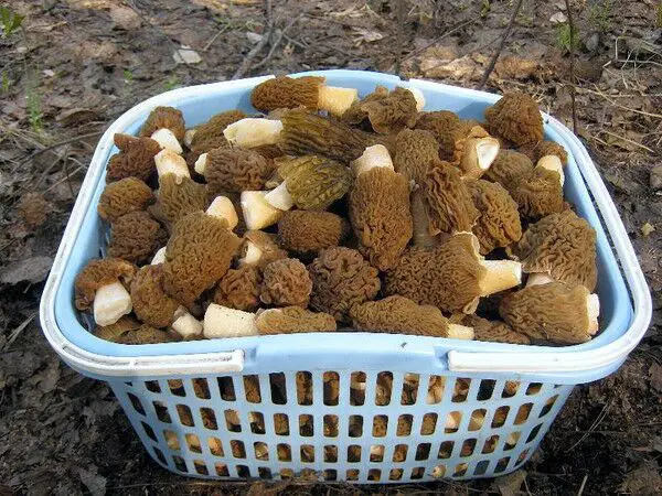 safety precautions for collecting morels in the forest