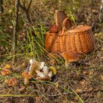 Spring Mushroom Hunting: 5 Best Species to Hunt (Beginners)