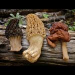 7 Types Of Edible Morel Mushrooms (With Nutrition Facts)