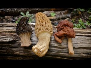 types of edible morel mushrooms
