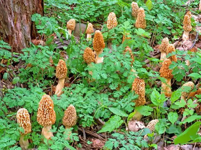 where and when to collect morels
