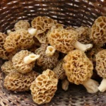 are morel mushrooms good for you