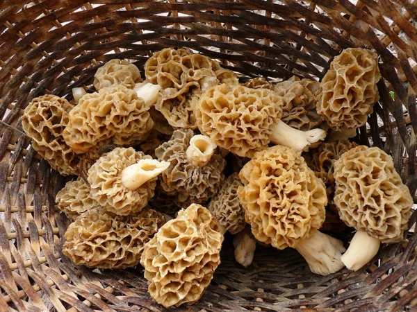 Are Morel Mushrooms Good for You? (Uses of True Morels)