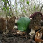 best time and area to find morel mushrooms