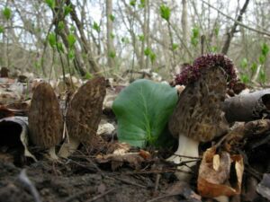 best time and area to find morel mushrooms