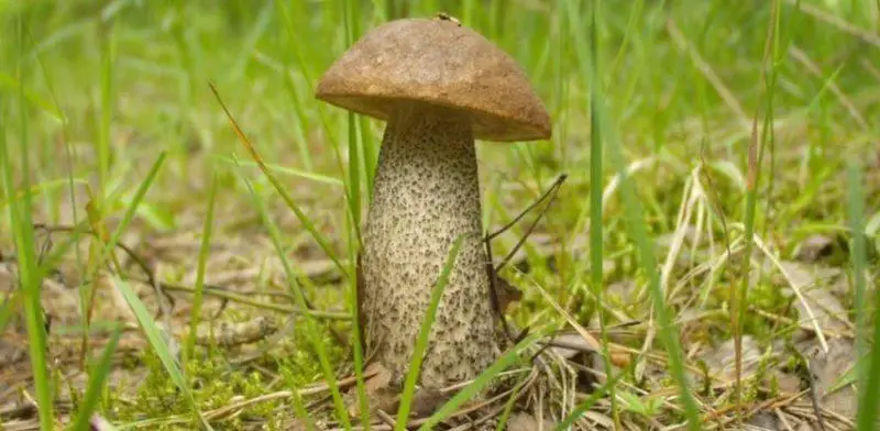 birch bolete mushroom