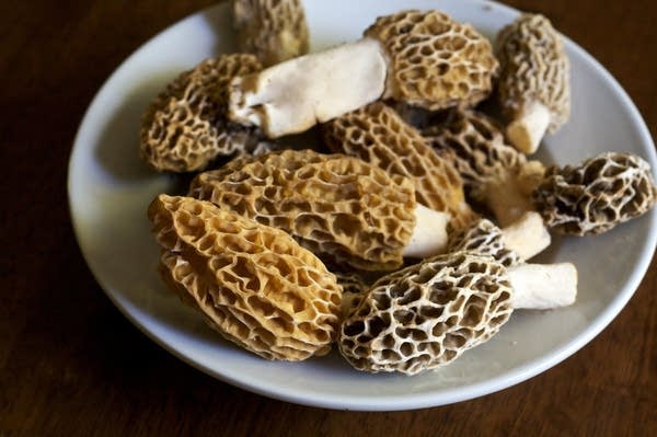 can you eat morel mushrooms raw