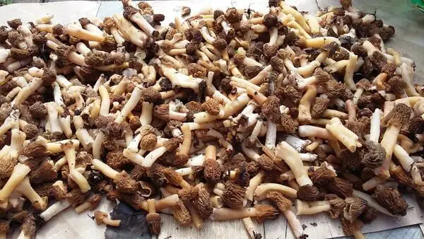 dry morels to store for long time