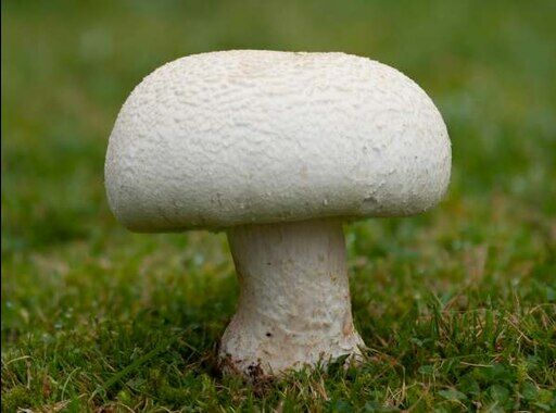 horse mushroom