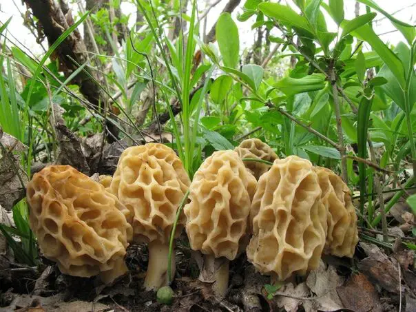 is morel mushroom good for the body 