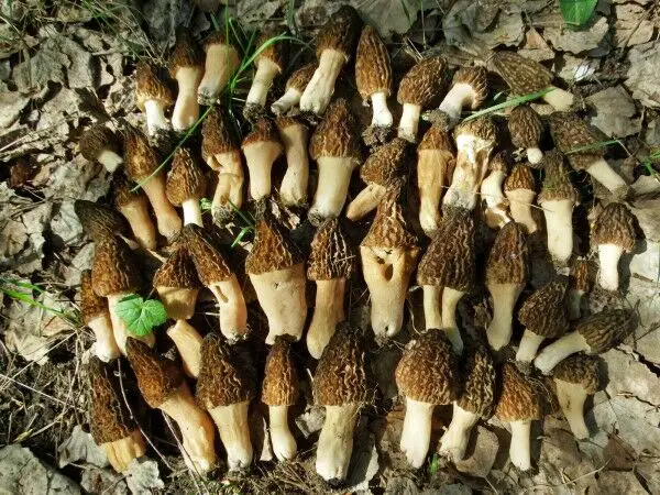 what size to pick morels