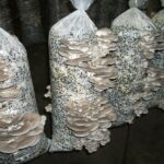 how to grow oyster mushrooms in bags