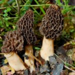 best places to find morel mushrooms