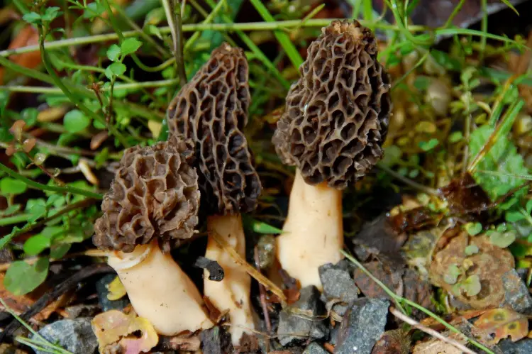 best places to find morel mushrooms
