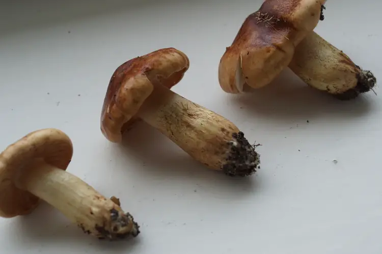 how to identify edible mushrooms