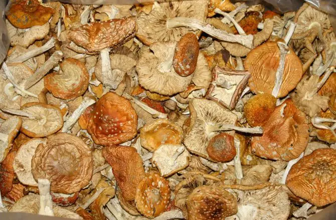 how to soak dried mushrooms