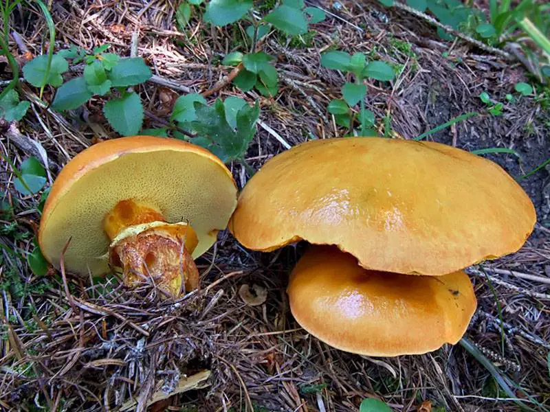 identify butter mushrooms