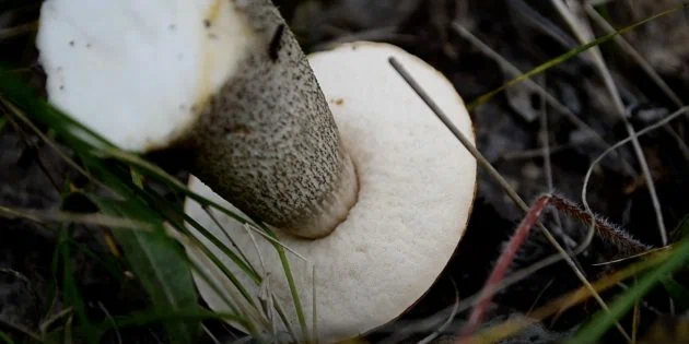 identify boletus mushroom
