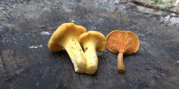 identify real chanterelles mushroom