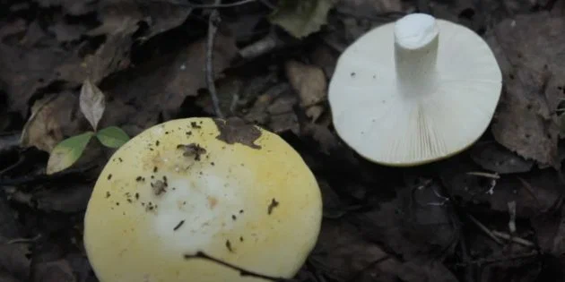 identify russula mushroom