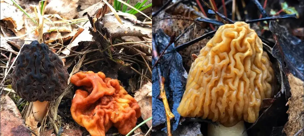 morel in burned or disturbed areas