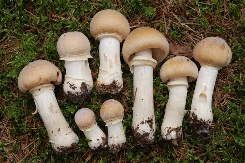 mushrooms scientific names