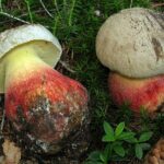 ways to identify mushrooms accurately