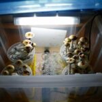 9 best mushroom fruiting chambers: Feature, Benefits, Use