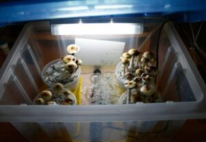best mushroom fruiting chambers