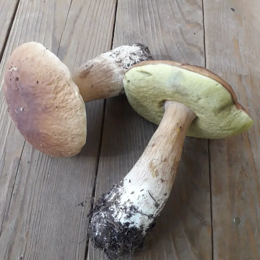 identify porcini mushroom