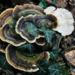 Where To Find Turkey Tail Mushroom? Time & identification