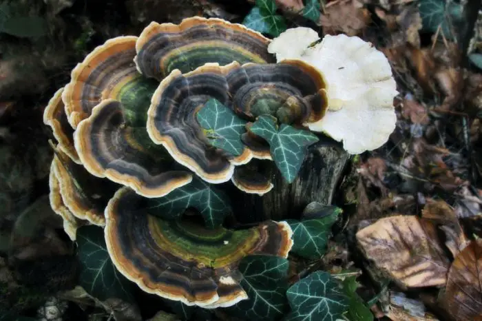 Where To Find Turkey Tail Mushroom? Time & identification