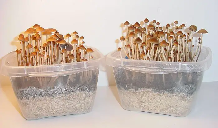 mushroom cloning
