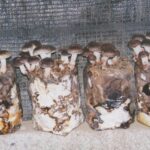 how to clone mushrooms