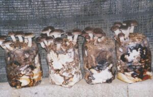 how to clone mushrooms