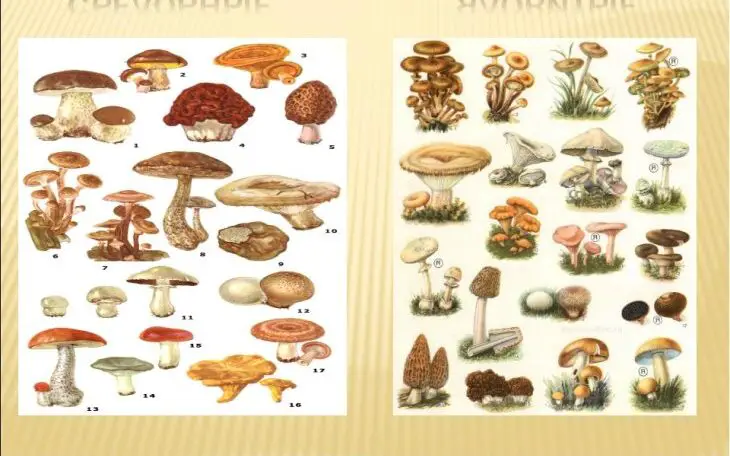 categories of mushrooms edible medicinal and poisonous