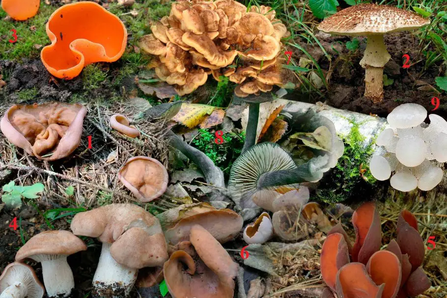variety of edible mushrooms