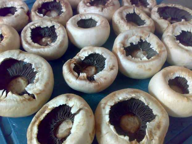 can we eat mushrooms if it turns black inside