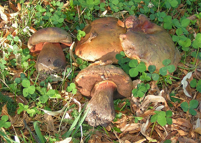 mushrooms that grow under oak trees