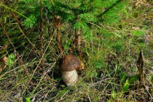 mushrooms that grow under spruce trees