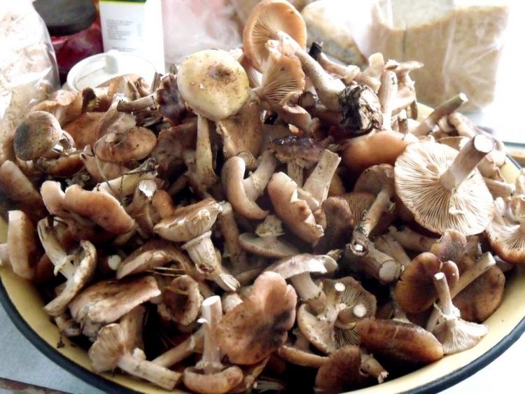 how to prevent mushrooms from turning black