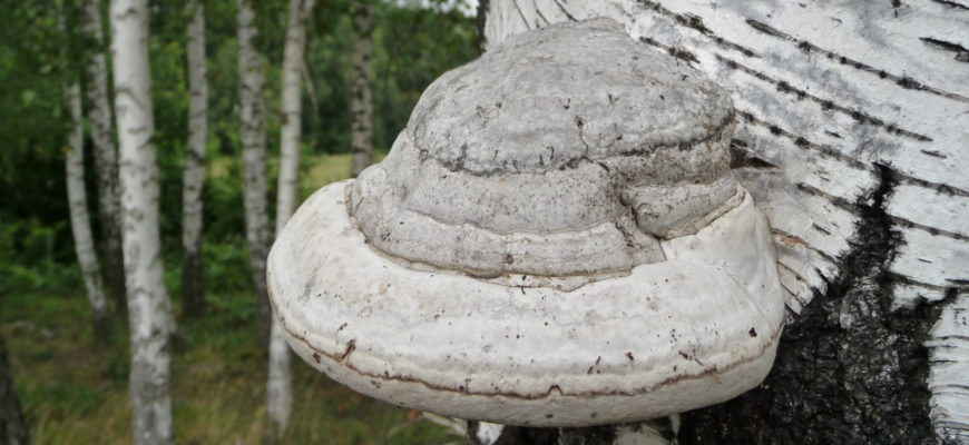 mushroom that grow on birch trees and also under the birch trees