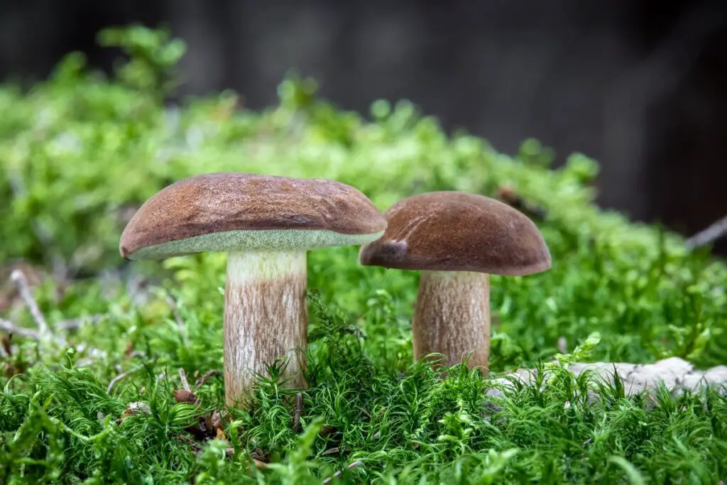 boletes edible mushrooms in michigan