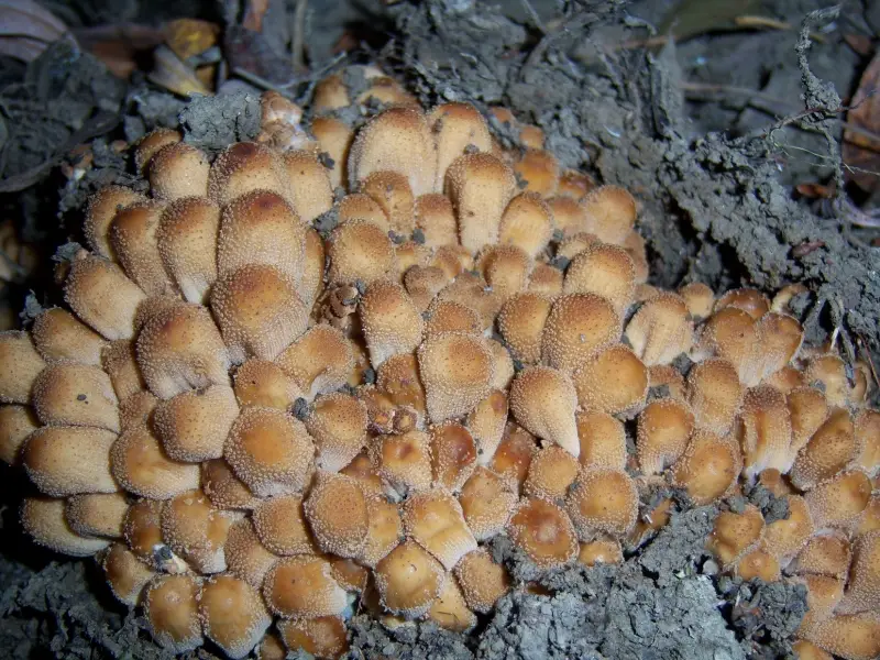 current trends and developments regarding mushrooms in texas