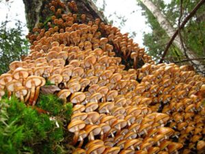 edible mushrooms in michigan a guide for foragers and foodies