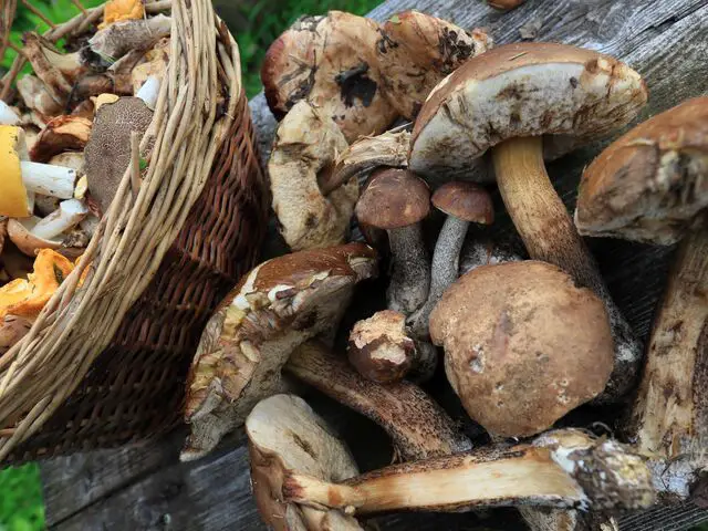 edible mushrooms in oklahoma