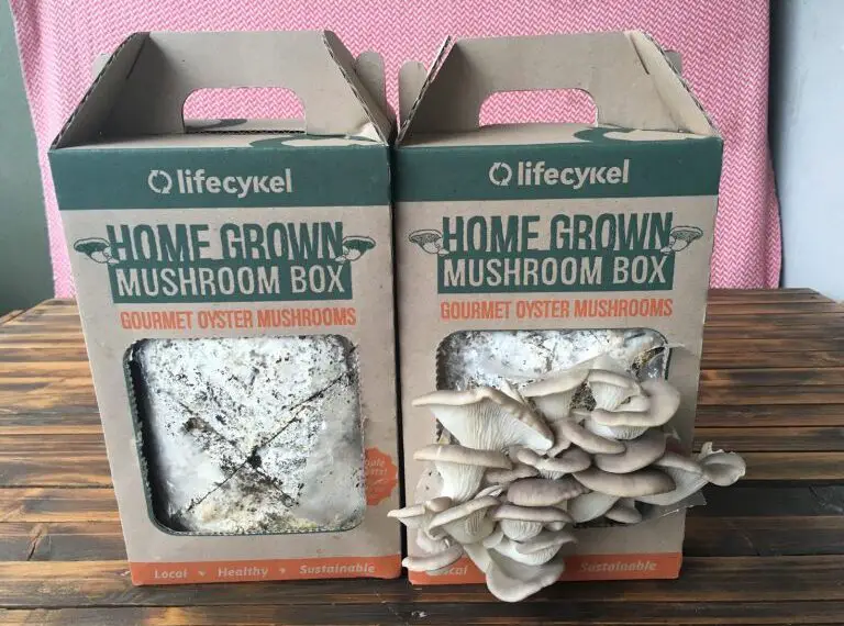 life cykel mushrooms review a sustainable and effective brand